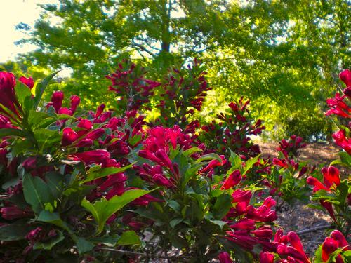 Weigela florida Red Prince Red Prince Weigela Easy-care shrub perfect for a background or screen in shrub or perennial borders.