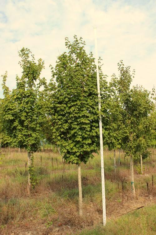 Mature Height: 20-30 ft Mature Spread: 20-30 ft e 3 8 2 x Southern Sugar Maple Known as a southern