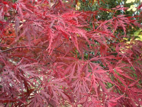 dissectum Viridis Acer palmatum Beni Kawa A heat tolerant Japanese Laceleaf Maple with purplish red