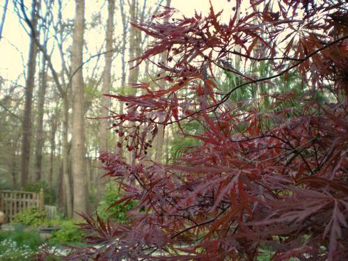 dissectum Crimson Queen Crimson Queen Japanese Maple Delicate, red foliage and weeping growth habit
