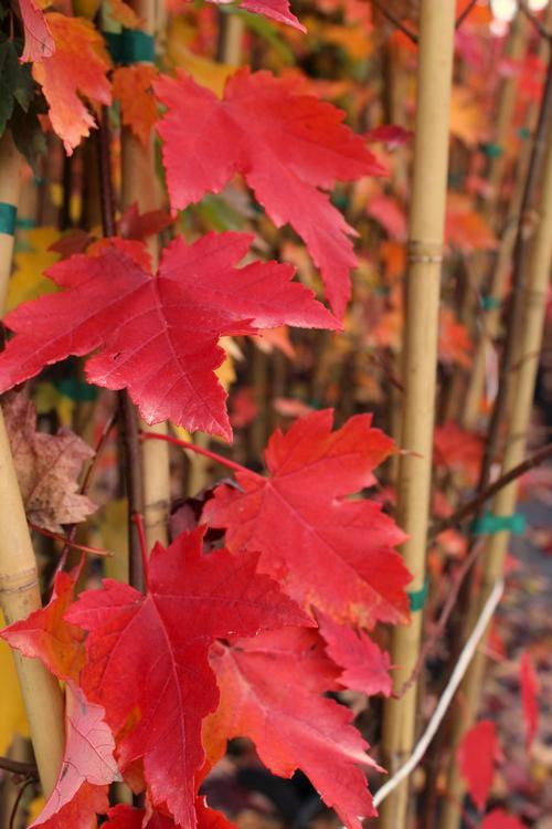 Trees Acer rubrum Brandywine Acer rubrum Franksred Brandywine Red Maple Fall color becomes more brilliant as