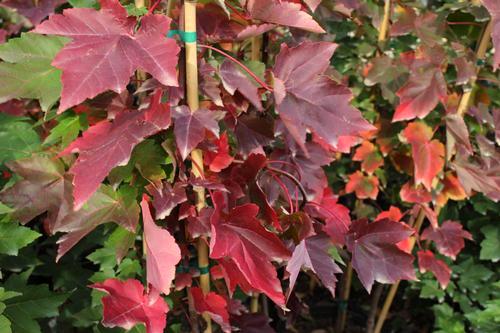 Spectacular orange to red fall color Mature Height: 40-50 ft Mature Spread: 35-40 ft - 8 1 b y x Acer rubrum