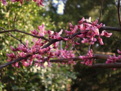 Trees Cercis canadensis Eastern Red Bud Masses of purplish-pink flowers on this native tree are spectacular and will