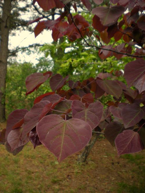 Mature Height: 20-30 ft Mature Spread: 15-25 ft % e - 8 b x Cercis canadensis Forest Pansy Forest Pansy Red Bud Dark