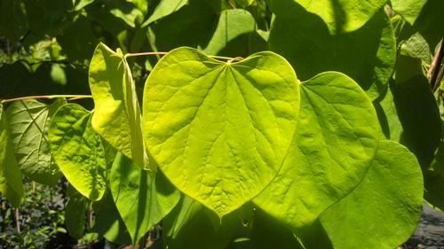Mature Height: 15-25 ft Mature Spread: 15-25 ft % e 8 l x Cercis canadensis Hearts of Gold Cercis canadensis Ruby Falls