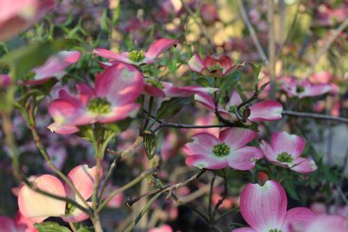 Trees Cornus florida Cherokee Brave Cherokee Brave Dogwood This dogwood has a red flower with a white center