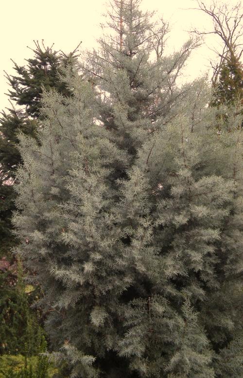Mature Spread: 10-15 ft Hardiness Zone: 5 = 8 2 x Cryptomeria japonica Yoshino Fast growing Japanese Cedar
