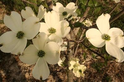 popular of the red dogwoods.