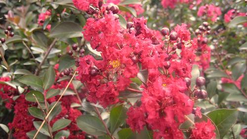Hot Red Hot Crape Myrtle Mature Height: 10-12 ft = 0?