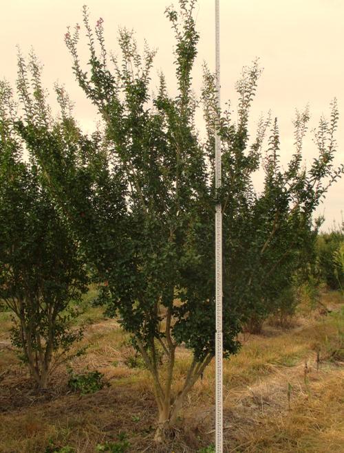 Crape Myrtle Mature Height: 20-30 ft Mature Spread: 10-15 ft = 2 y @ Lagerstroemia