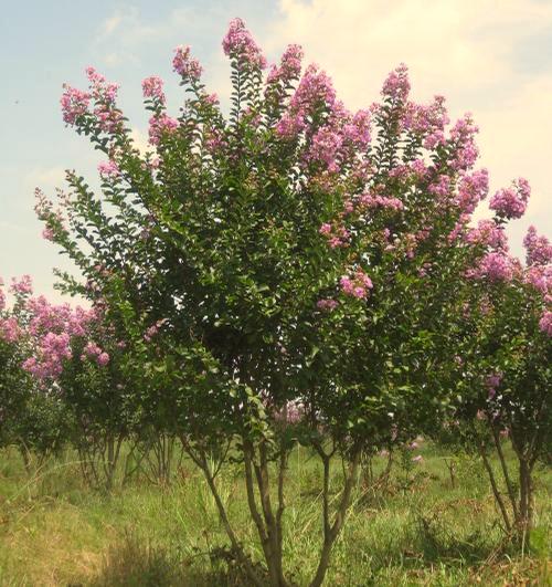 Lagerstroemia indica Victor Lagerstroemia indica Zuni Byers White is a moderately