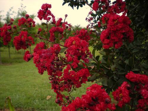 Trees Lagerstroemia Whit II Dynamite Dynamite Crape Myrtle Attractive tree has attractive