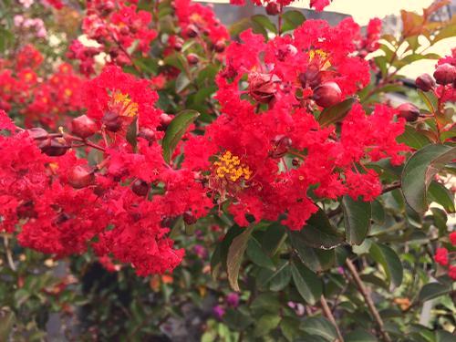 Mature Height: 15-20 ft % / e = 8 u 2 Lagerstroemia Whit IV Red Rocket Red Rocket Crape Myrtle
