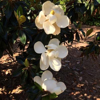 Brown Beauty Bracken's Brown Beauty Magnolia Excellent shade tree for the large yard with