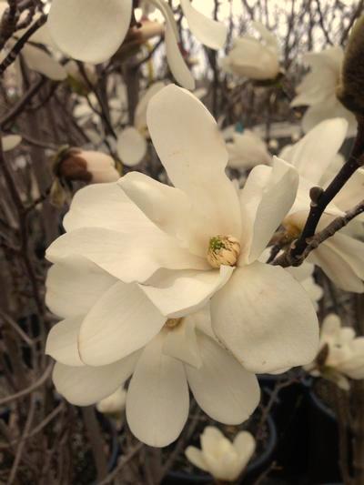 Mature Height: 30-50 ft Mature Spread: 15-30 ft a % / = - 8 * Magnolia grandiflora Carolina
