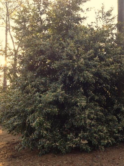 %/= -3 2 Pinus palustris Prunus cerasifera Krauter Vesuvius Long Needle Pine Krauter