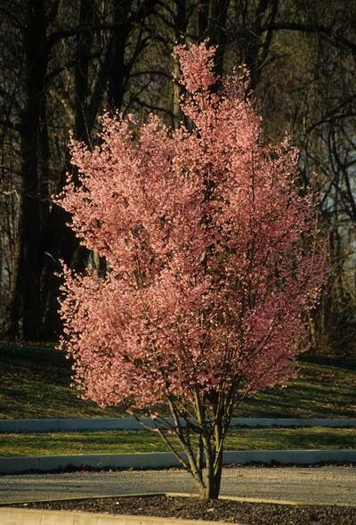 20-25 ft % 8 1 x Prunus serrulata Snowgoose New leaves are bronze when first emerging