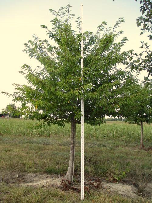 Snowgoose Cherry Mature Height: 20-30 ft Mature Spread: 20-25 ft 8 2 1 x Prunus