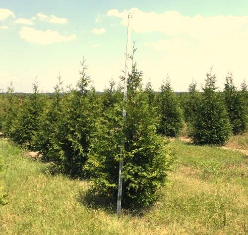 A fast growing evergreen highly resistant to deer.