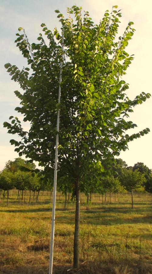 Mature Height: 25-50 ft Mature Spread: 15-25 ft Hardiness Zone: 3-7 - a %ey Salix babylonica