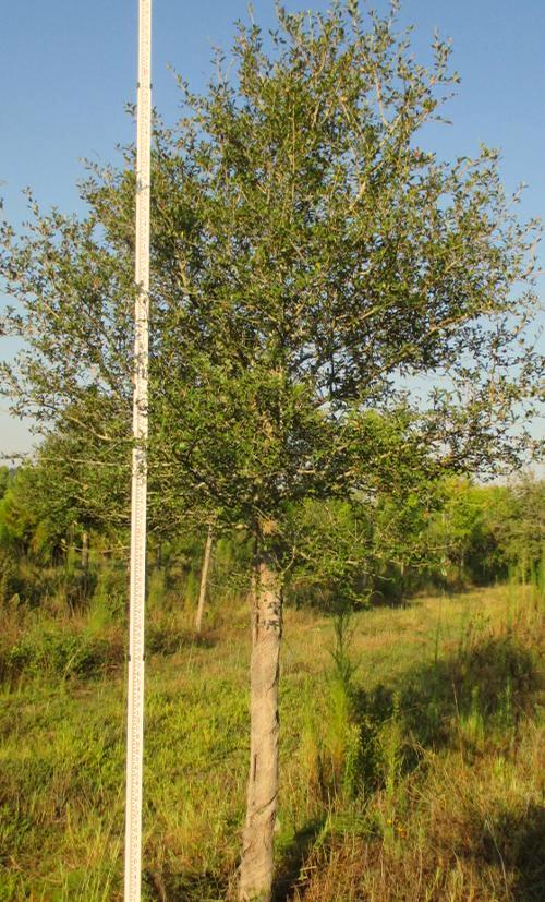 Hardiness Zone: 5 e-y w Quercus phellos Taxodium distichum -*r z Willow Oak Bald Cypress