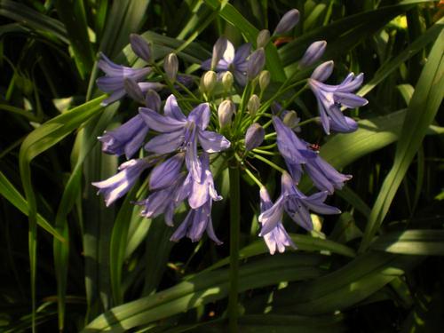 Perennials Agapanthus x Midnight Blue Hemerocallis x On and On Alocasia odora Midnight Blue