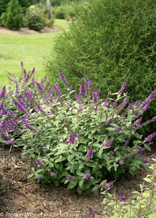 purple flowers that responds well to pruning. Blooms summer through fall if spent flowers are removed.