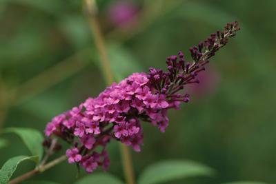 Buddleia Dark purple flowers accent a background of green foliage on this large, flowering plant.