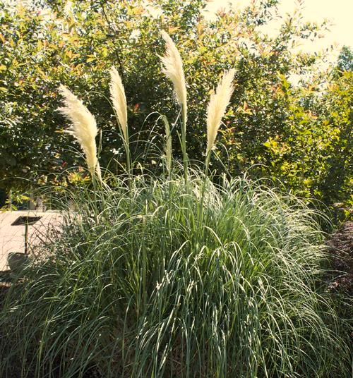 acutiflora Karl Foerster Karl Foerster Reed Grass A versatile ornamental grass with purplish plumes