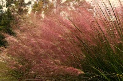 Grasses Muhlenbergia capillaris Pink Muhly Grass Muhlenbergia capillaris White Cloud