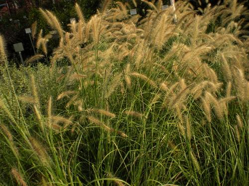 Head Mexican Feather Grass An excellent choice for a grass when planted in dry areas.