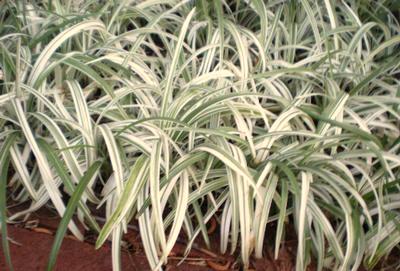 Hardiness Zone: a % k e q 0 t Big Blue Liriope Tolerates heat, humidity and drought.