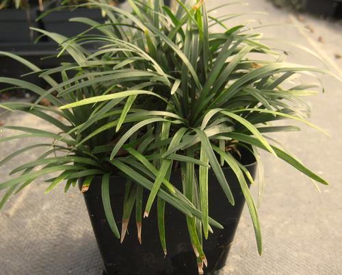 Dragon Silver Dragon Liriope Very effective variegated foliage used as an accent with green plants.