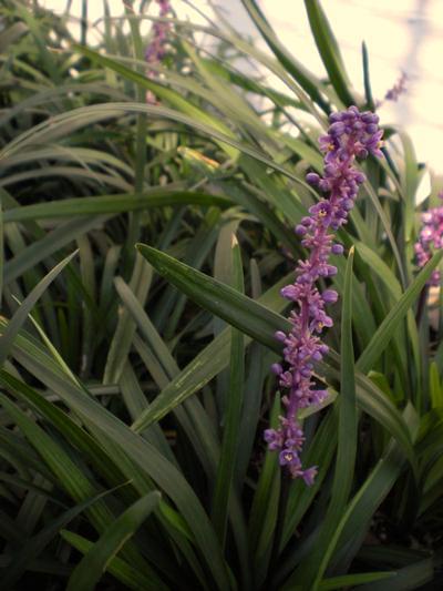 Mature Height: 1-2 ft Mature Spread: 4-6 in Hardiness Zone: 5-11 a % / e 0 4 8 Liriope spicata Variegated
