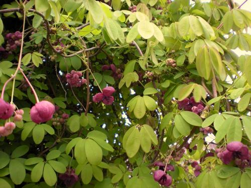 Vines Akebia quinata Five Leaf Akebia Great for training on a fence, arbor or walls, but