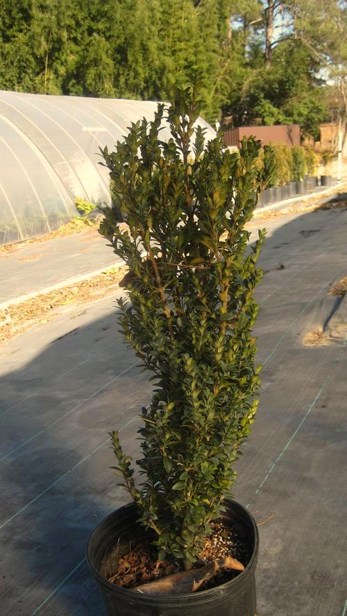Mature Spread: 3-3 ft a % e 8 x American Boxwood Dark green foliage distinguishes this classic shrub,