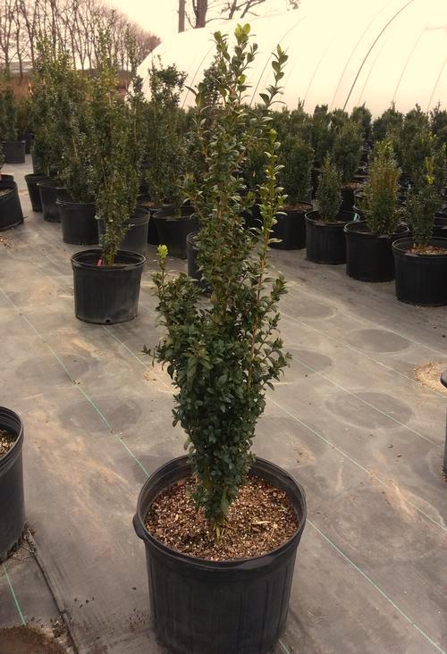 japonica Baby Gem Baby Gem Boxwood A more compact form of Wintergreen Boxwood that maintains good