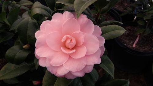 Mature Spread: 6-10 ft a h / = u d + Camellia japonica Kumasaka Camellia japonica Lady Clare