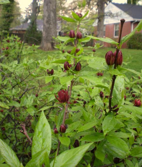 Mature Height: 4-8 ft Hardiness Zone: 5 1 x Sweet Shrub An easy-to-grow native plant adaptable to