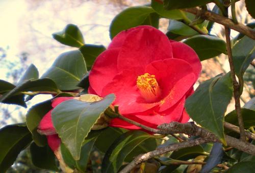 Mature Spread: 6-10 ft Camellia japonica Governor h % Mouton / e - 8 u Governor Mouton Camellia Red