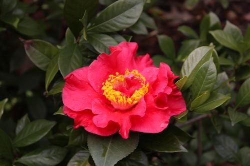 a h / = u d + Camellia japonica Greensboro Red Greensboro Red Camellia A great, early-blooming,