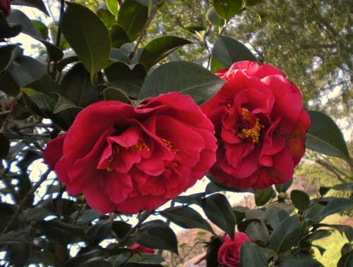 Mature Spread: 6-10 ft a / = u d + y Camellia japonica Jack's Jack's Camelllia Mature Height: 6-12