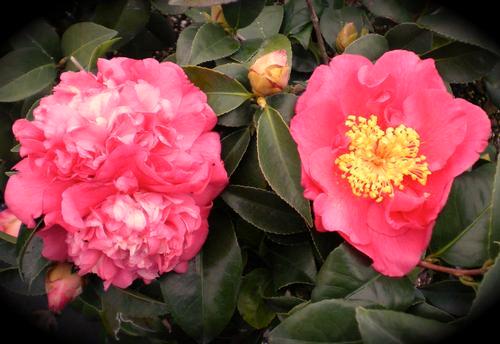 early-blooming, camellia with ruffled, anemone-like flowers is deserving of a prominent place in the