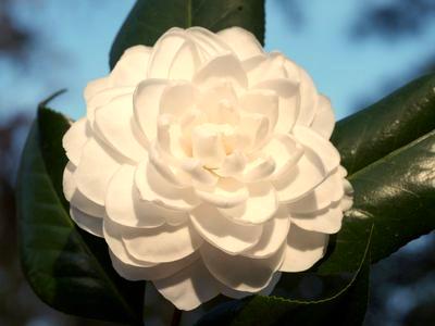 Camellia japonica Seafoam Seafoam Camellia = y Camellia japonica Victory White Fast growing camellia with