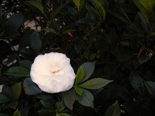 Victory White Camellia Mature Height: 8-10 ft Hardiness Zone: = 6 y Camellia japonica White By The Gate