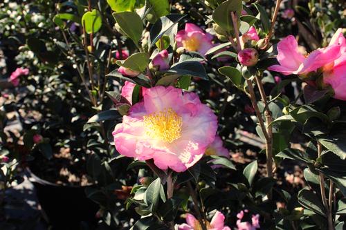 Sasanqua Rosy-pink fall blooming Camellia.