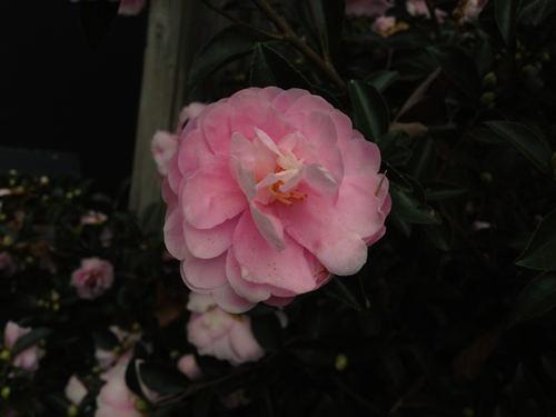 Mature Spread: 6-10 ft a / = d + y x Camellia sasanqua Shishigashira Shishigashira Sasanqua Mature