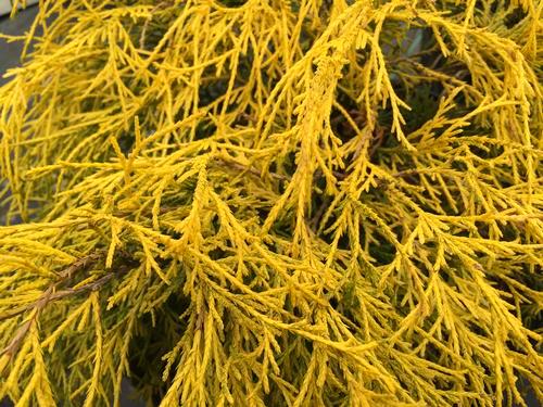 Lemon Twist is a bright yellow mounding false cypress with twisting habit.