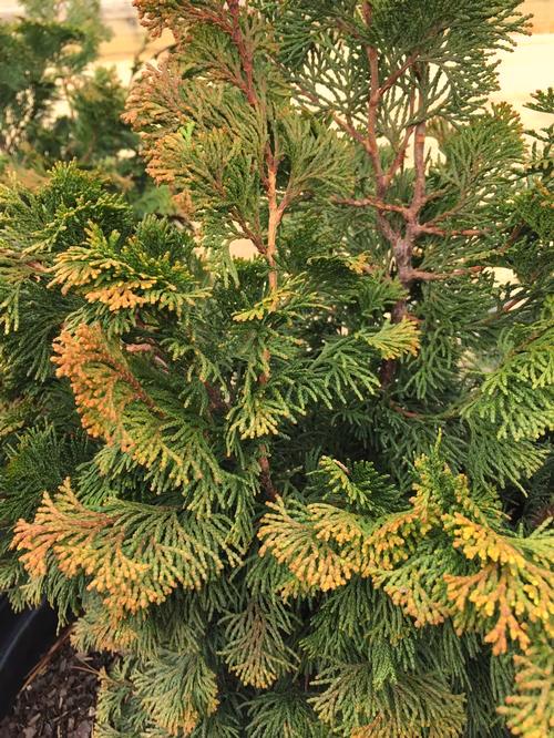 Hinoki Cypress This variegated form of Fernspray Hikoki has fern like branches tipped with