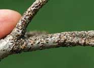 Lesions turn tan as they mature. Lesions on expanding leaves cause leaf distortion. Small, elliptical cankers on young twigs. Twig dieback.